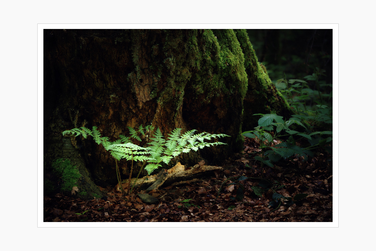 Max Schiefele Alle Bilder  DS20229